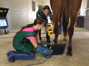 Equine Diagnostic Radiography Services