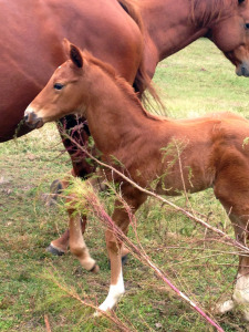 Equine Reproduction Services