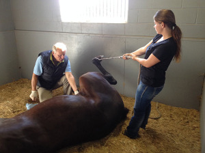 Equine Ambulatory Services