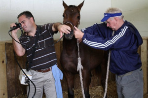 Thoroughbred Sales by Auction